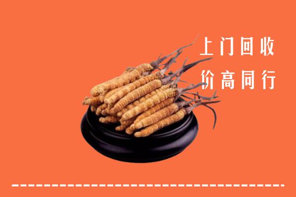 附近收购：红旗区冬虫夏草回收多少钱每克